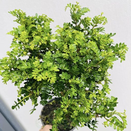 giá bán cây thanh hương mộc