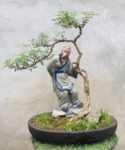 giá cây hồng ngọc mai bonsai