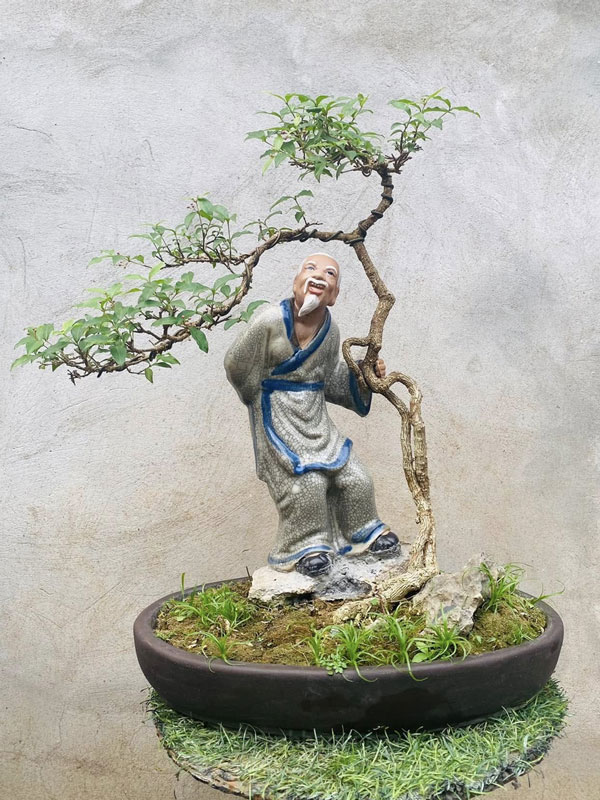 giá cây hồng ngọc mai bonsai