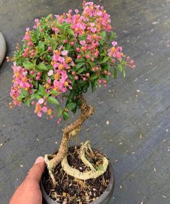 Giá trị cây hồng ngọc mai trong bonsai