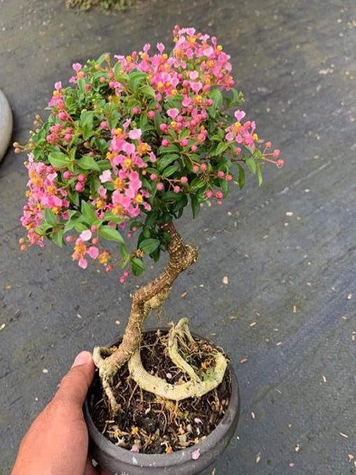 Giá trị cây hồng ngọc mai trong bonsai