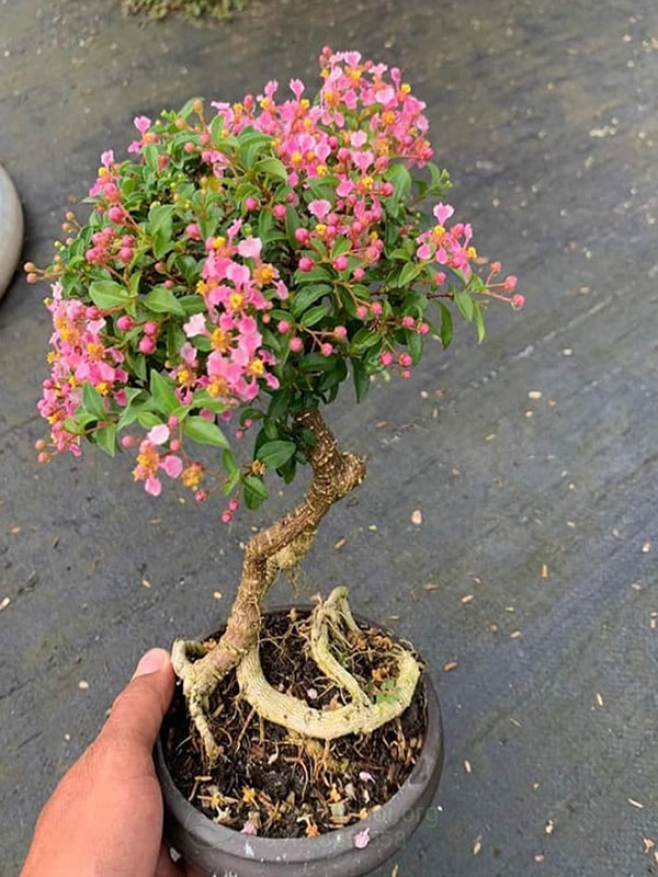 Giá trị cây hồng ngọc mai trong bonsai