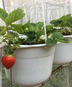 giống dâu tây lai