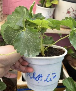 Giống dâu tây Nhật lùn
