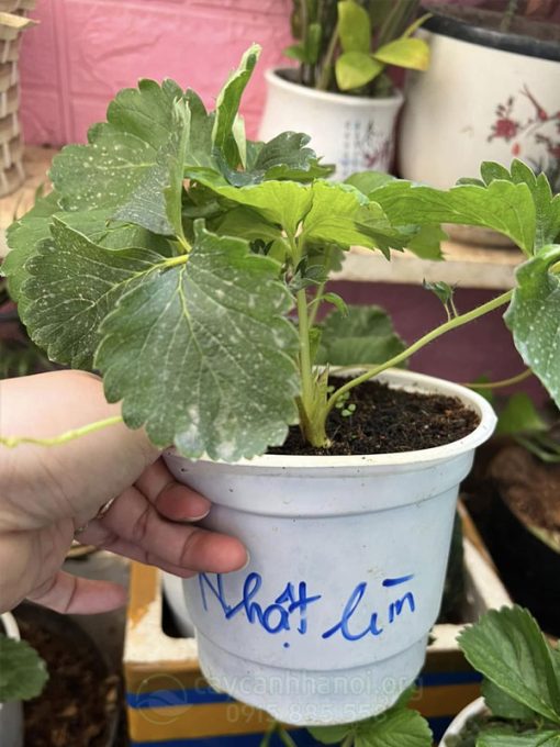 Giống dâu tây Nhật lùn