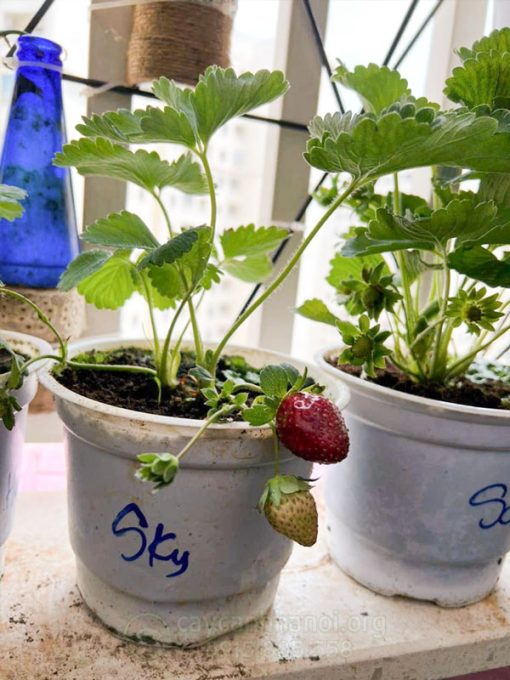 Giống dâu tây skyberry