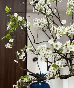 Hình ảnh cành lê nở hoa đẹp