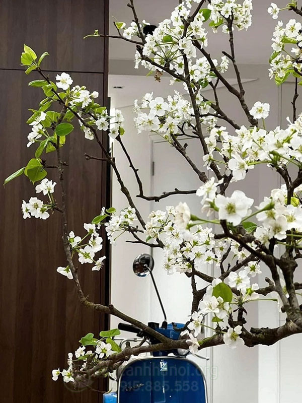 Hình ảnh cành lê nở hoa đẹp