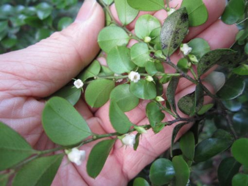Hoa cây cứt chuột