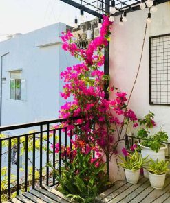 hoa giấy leo ban công chung cư