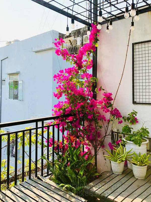 hoa giấy leo ban công chung cư