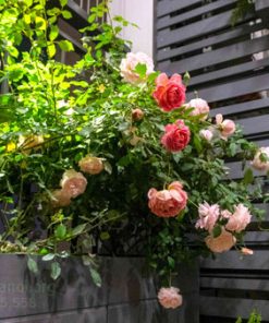 hoa hồng leo ban công