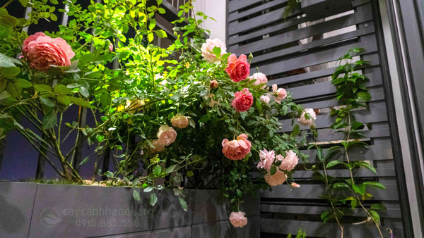 hoa hồng leo ban công