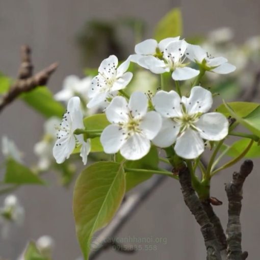 Hoa lê rừng