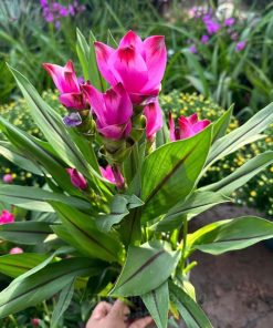Hoa nghệ giống tulip (Tulip Thái Lan giả nghệ)