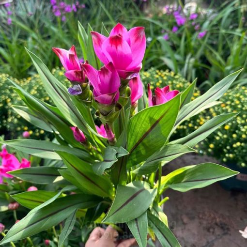 Hoa nghệ giống tulip (Tulip Thái Lan giả nghệ)