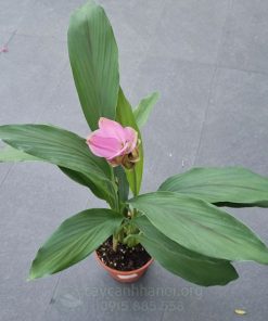 hoa nghệ màu hồng