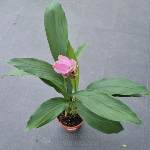 hoa nghệ màu hồng