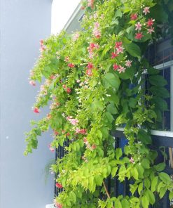 hoa sử quân tử trồng ban công