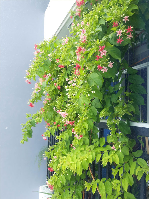 hoa sử quân tử trồng ban công