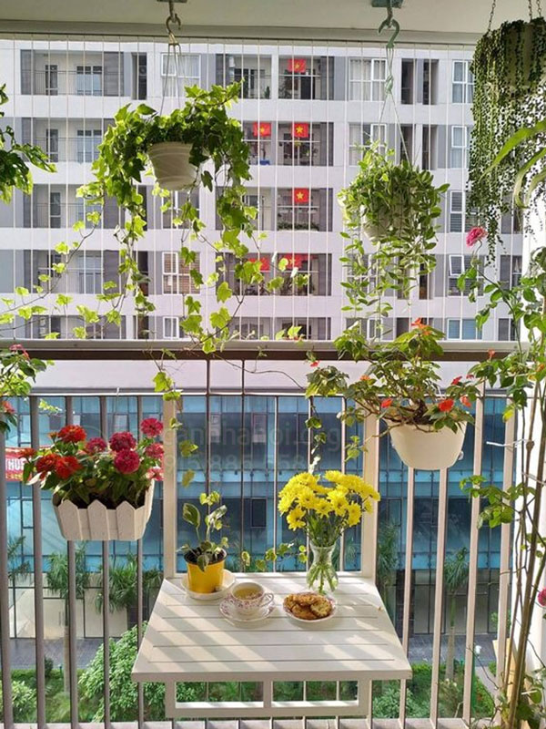 hoa treo ban công chịu nắng