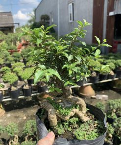 Hồng ngọc mai có bộ rễ đẹp