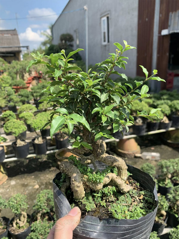 Hồng ngọc mai có bộ rễ đẹp