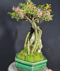 Chậu hồng ngọc mai dáng ôm đá đẹp