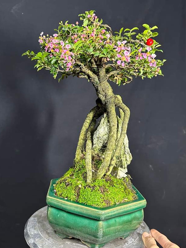 Chậu hồng ngọc mai dáng ôm đá đẹp