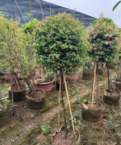 Hồng ngọc mai dáng tree