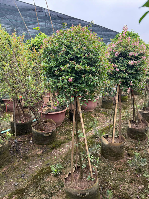 Hồng ngọc mai dáng tree