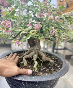 Hồng ngọc mai trong nghệ thuật bonsai