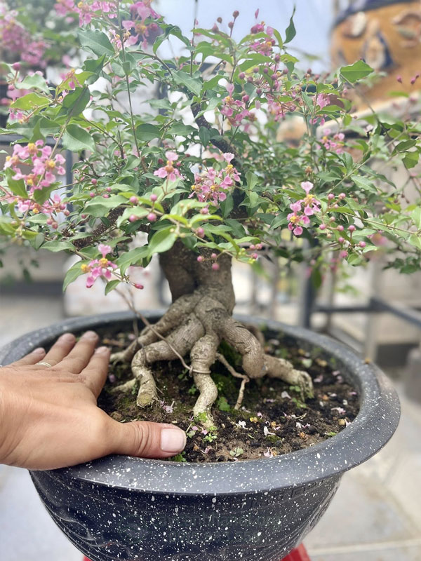 Hồng ngọc mai trong nghệ thuật bonsai