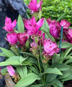 Hướng dẫn cách trồng cây hao nghệ lá từ cô tại nhà
