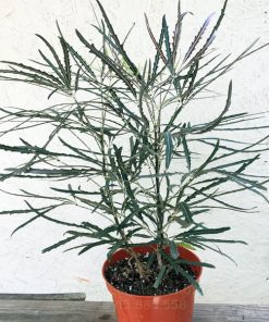 Khổng tước đen là cây lá kim
