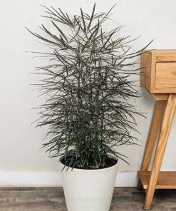 Khổng tước là cây chịu bóng tốt