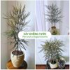 Khổng tước là cây có lá dạng kim