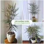 Cây Khổng Tước – Plerandra Elegantissima