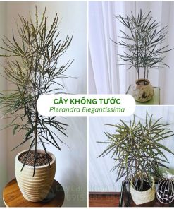 Khổng tước là cây có lá dạng kim