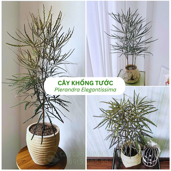 Khổng tước là cây có lá dạng kim