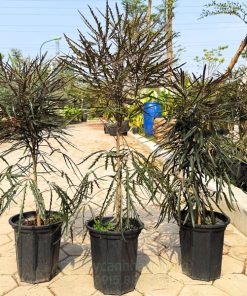 Khổng tước là cây có thể trồng trong nước nhưng không bên
