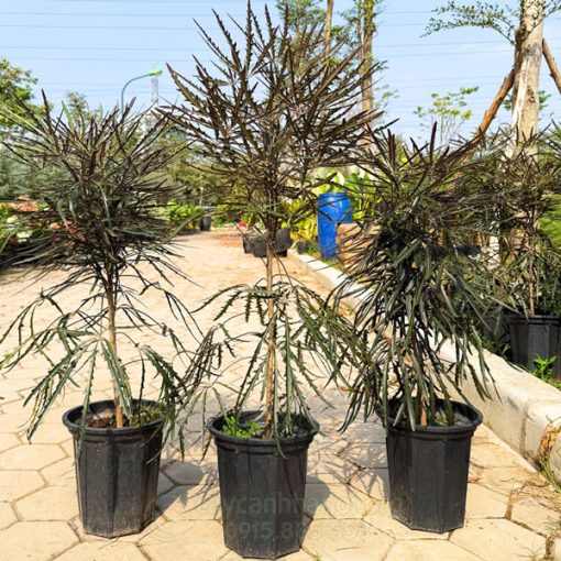 Khổng tước là cây có thể trồng trong nước nhưng không bên