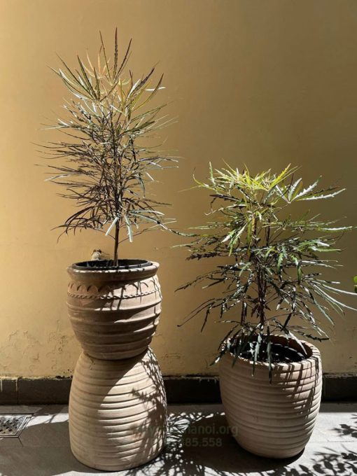 Khổng tước là loài cây không có độc