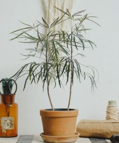 Khổng tước trồng chậu để bàn
