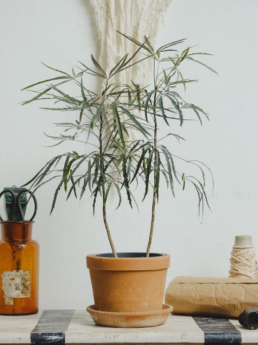 Khổng tước trồng chậu để bàn
