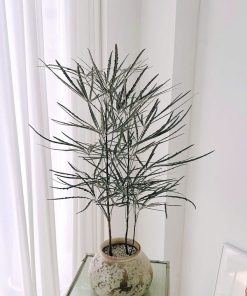 Khổng tước trồng chậu trang trí nội thất