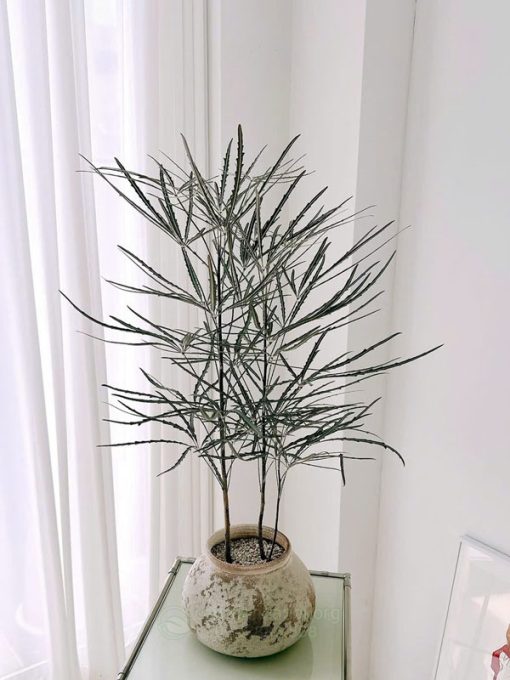 Khổng tước trồng chậu trang trí nội thất