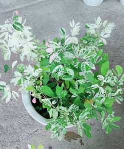 Kỹ thuật chăm sóc cây tam tài, tam lộc