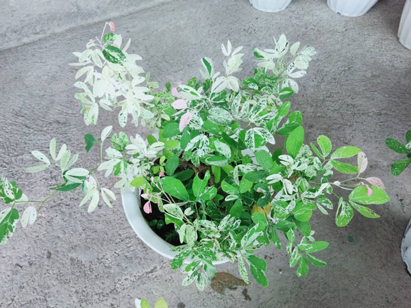 Kỹ thuật chăm sóc cây tam tài, tam lộc