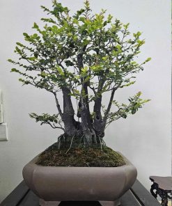 Kỹ thuật chăm sóc cây tùng đen bonsai